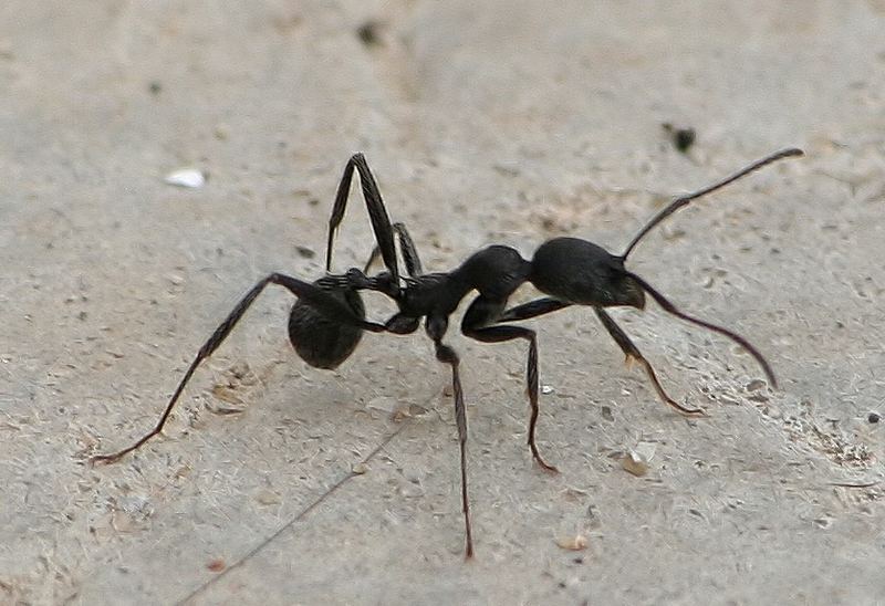 Aphaenogaster senilis, ouvrière.