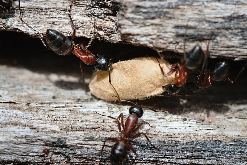 Camponotus ligniperda : des ouvrières déplacent du couvain.