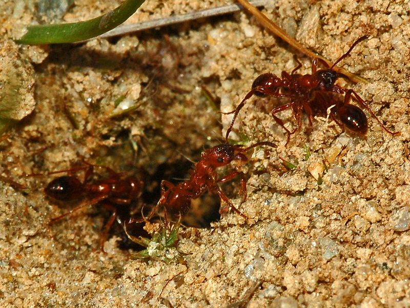 Nid de Manica rubida.