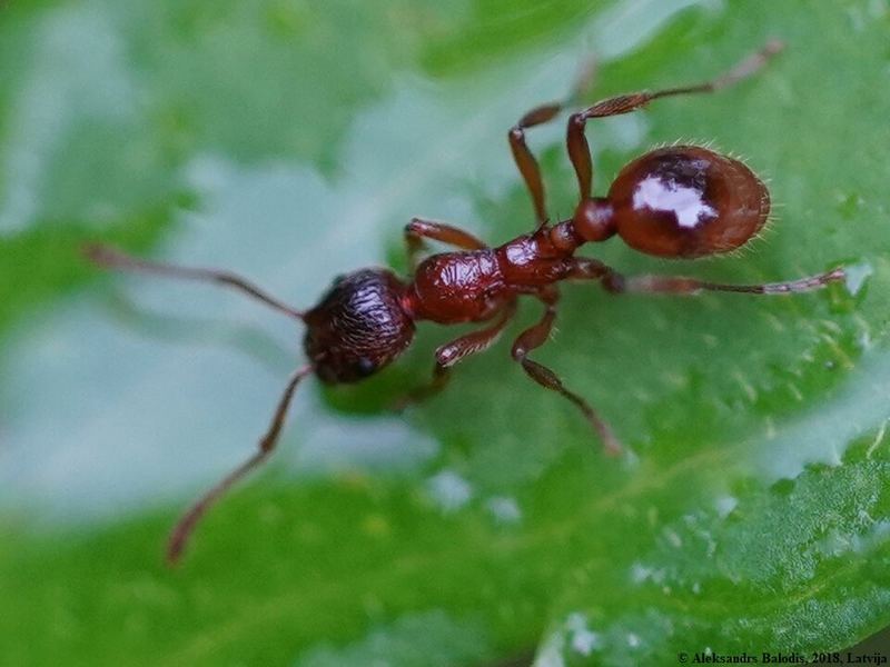 Myrmica rubra, ouvrière.