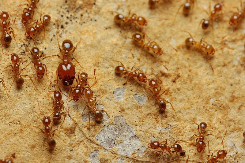 Pheidole pallidula : ouvrières de tailles différentes.